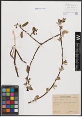 Foto von Salix cinerea L.